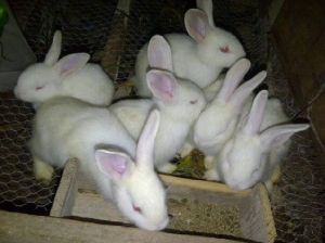 6whiterabbits